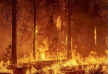 incendios forestales