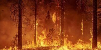 incendios forestales