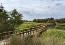 Imagen en verano en las Tablas de Daimiel afectadas por el descenso del nivel freático