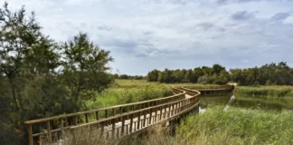 Imagen en verano en las Tablas de Daimiel afectadas por el descenso del nivel freático