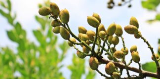 El pistacho se consolida en 2025 como motor agroalimentario en Castilla-La Mancha pistacho
