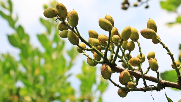 pistacho