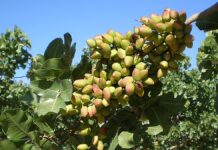 pistacho