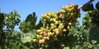 pistacho