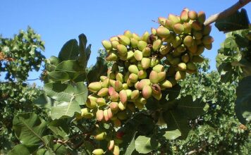 pistacho
