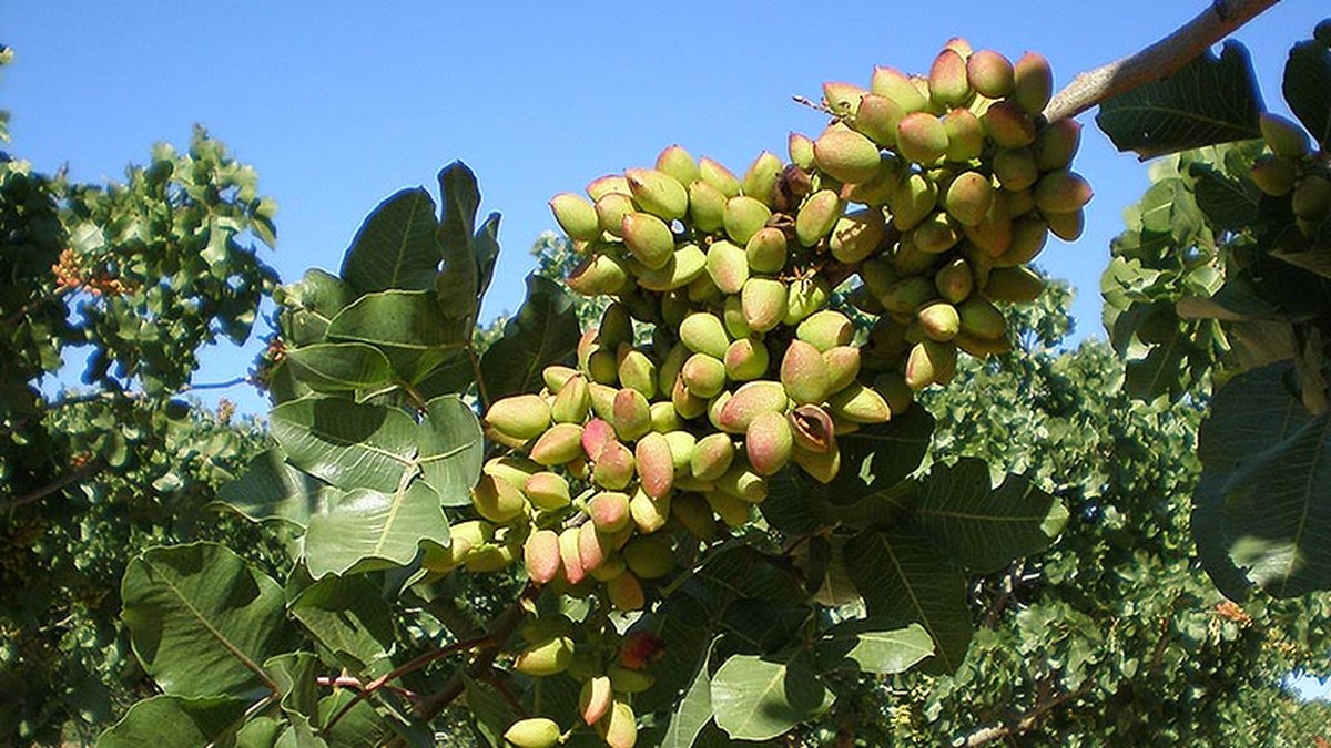 pistacho