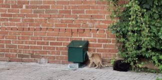 Carrión alcanza el 70% de esterilización felina dispensadores de alimentos instalados en carrion de calatrava