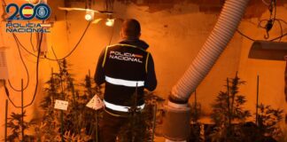 Desmantelan cultivo de marihuana en Alcázar foto 1
