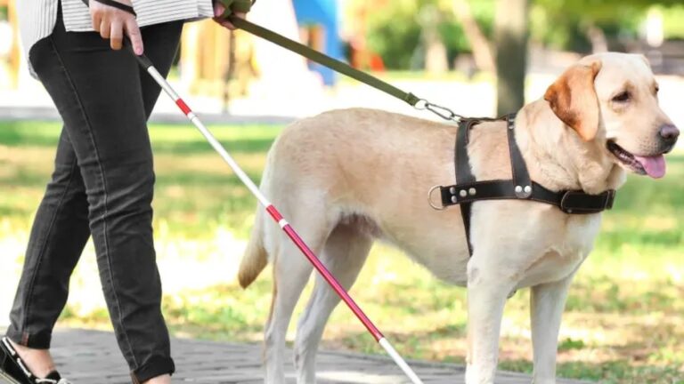 jccm 1426080 20210627 dia internacional de las personas sordociegas jpg