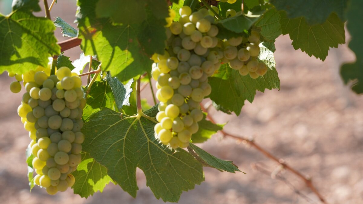 Variedad Chardonnay marca el inicio de esta campaña 2026