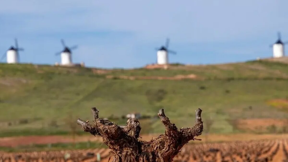 Viñedo con DO La Mancha