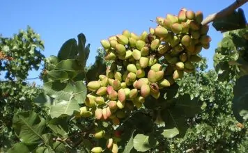 pistacho